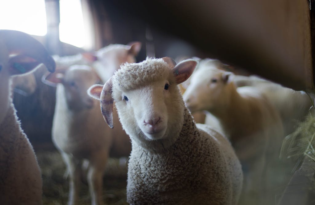 Close-up of a curious sheep in a rustic barn, showcasing livestock charm.